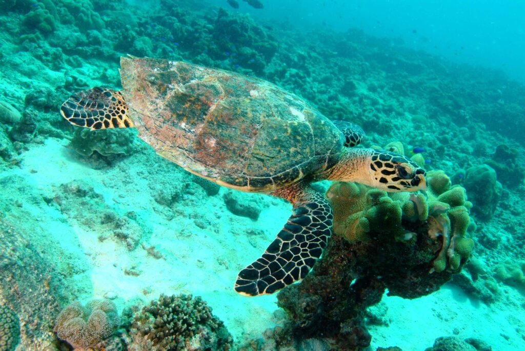 The Best Seasons for Crewed Charter Vacation in the Bahamas
