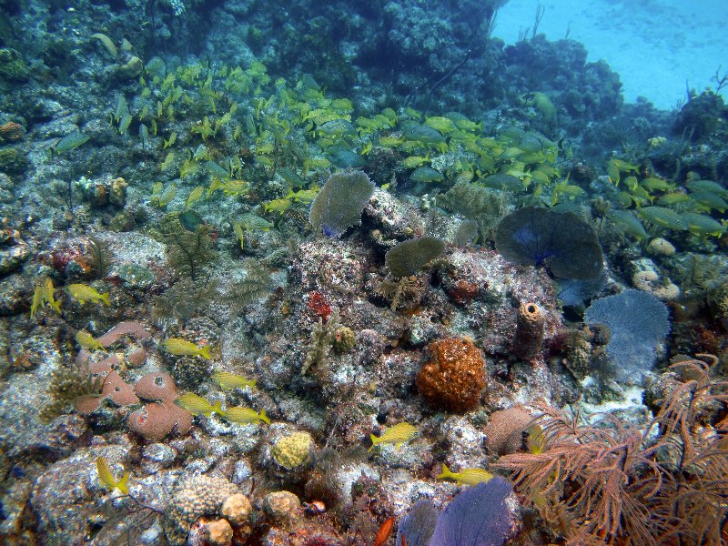 Top Snorkeling Spots on a Crewed Charter in the Bahamas