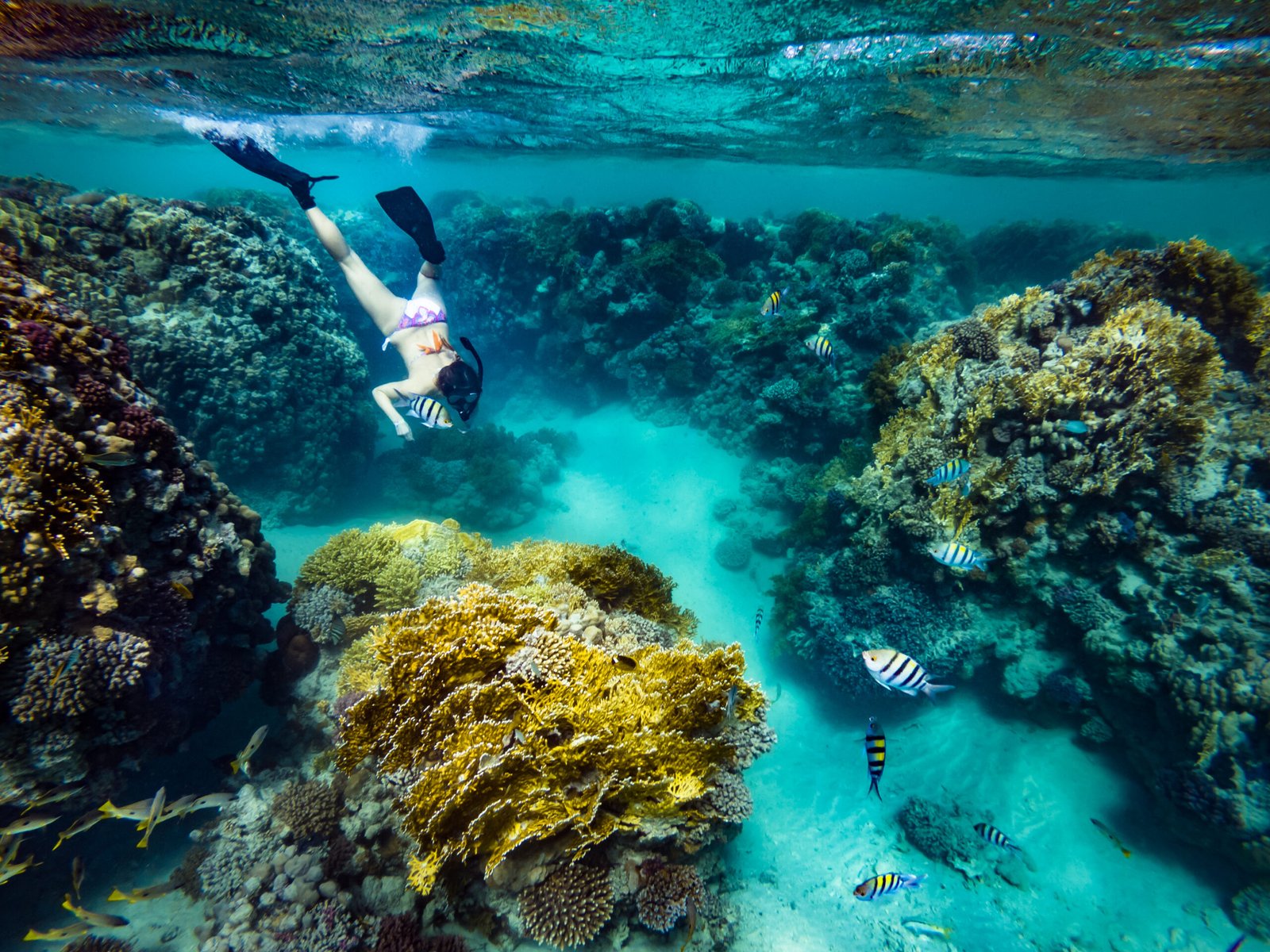 Snorkeling Excursions in Turks and Caicos